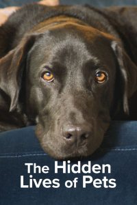 VER The Hidden Lives of Pets Online Gratis HD